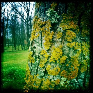 Lichen sur arbre